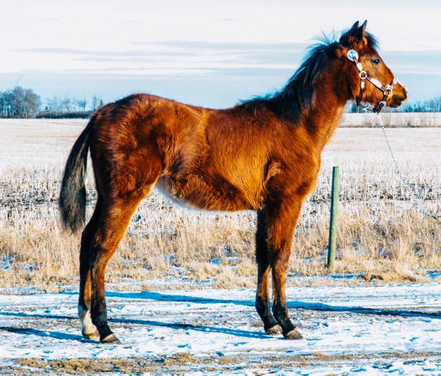 Fancy Bay Registered Paint Yearling Filly in Horses & Ponies for Rehoming in Edmonton - Image 2