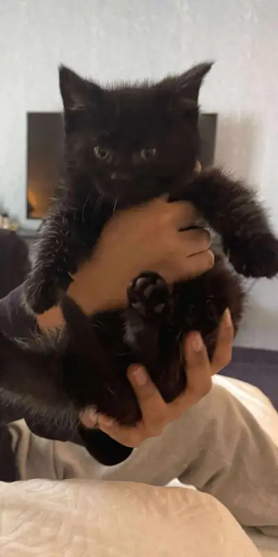 chaton à vendre / kitten for sale , View more