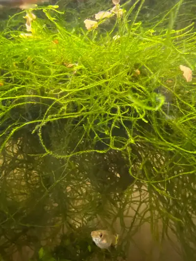 aquarium moss, View more
