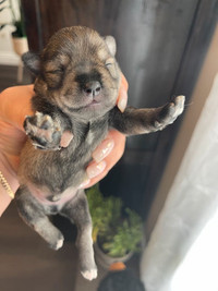 Pure Schnauzer puppies 1 week old