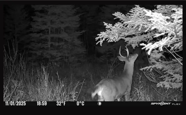 Chasse chevreuil 2025 in Other in Rimouski / Bas-St-Laurent - Image 3