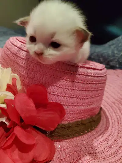 Beautiful Purebred Ragdoll Kitten, View more