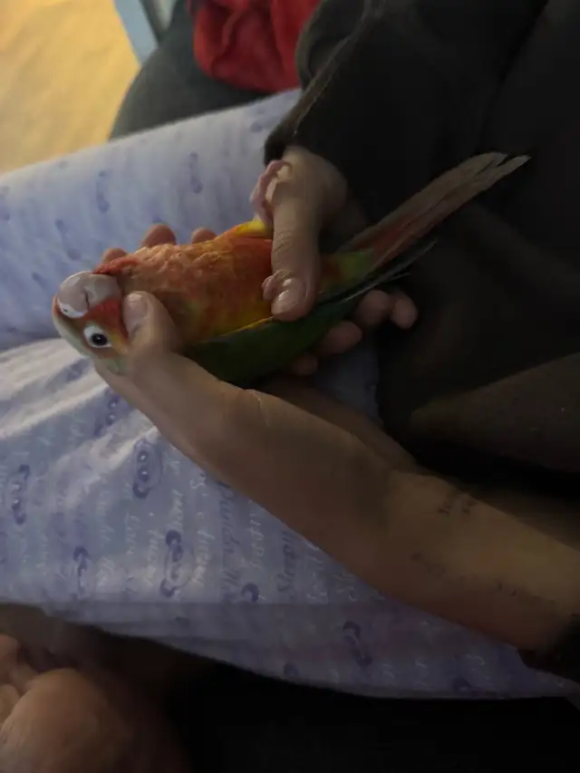 conure  friendly in Birds for Rehoming in Mississauga / Peel Region - Image 11