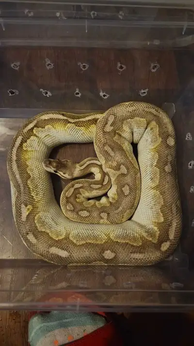 exotic animal rescue , View more