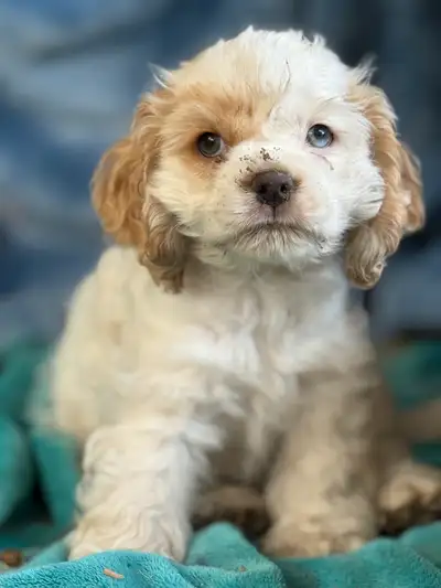 Cocker Spaniel puppies PRICE DROP!, View more
