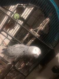 African  Grey Female Parrot