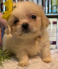 Female Shih Tzu puppies for sale …….Ready to Go
