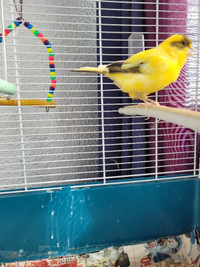 Canary bird with complete cage.