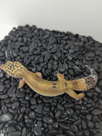 Genetics: Tangerine Tornado Het Tremper Ablino Sex: female Hatch Date: June 5 2024 Parents: Fury & P...