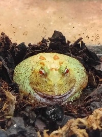 Pikachu Pac-Man frog Kawartha Lakes Peterborough Area Preview