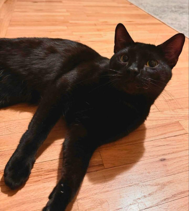 Vlad the free cat in Cats & Kittens for Rehoming in Calgary - Image 2