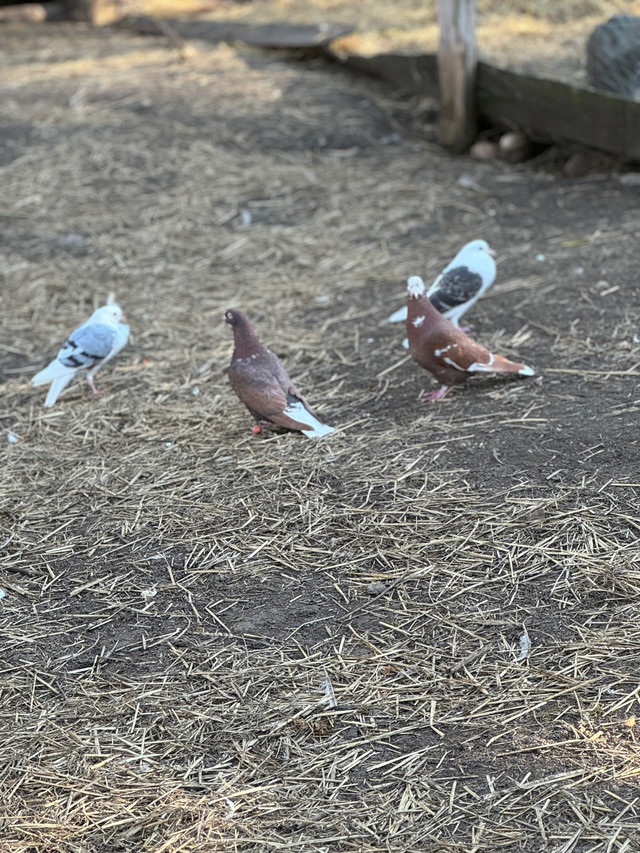 Pigeons  in Birds for Rehoming in Belleville