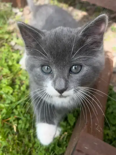 kitten!! (pending), View more