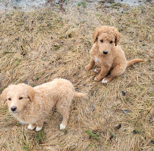 Goldendoodle Aussiedoodle pups in Dogs & Puppies for Rehoming in North Bay