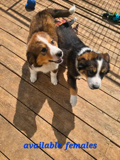 BERNESE MOUNTAIN PUPPIES MIX, View more
