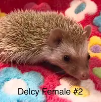 Pedigreed Hedgehog Babies