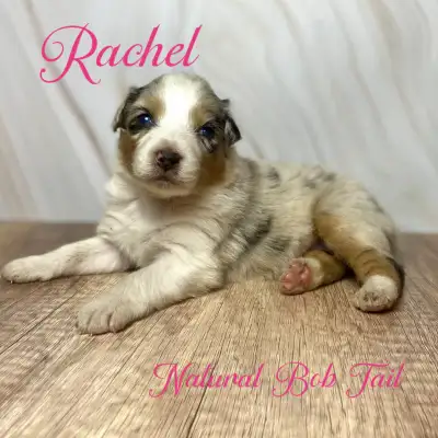 CKC Australian Shepherd Puppies Mom, 20 inches tall and 50 lbs. Red Merle MDR1 carrier Dad, 24 inche...
