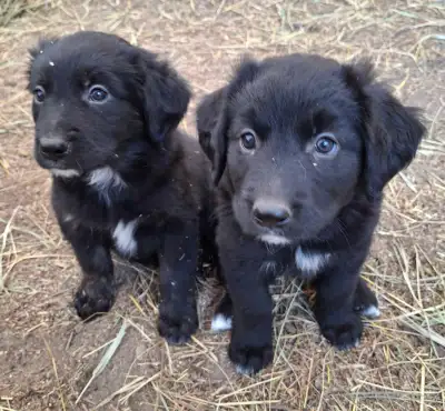 Golden Collies, View more