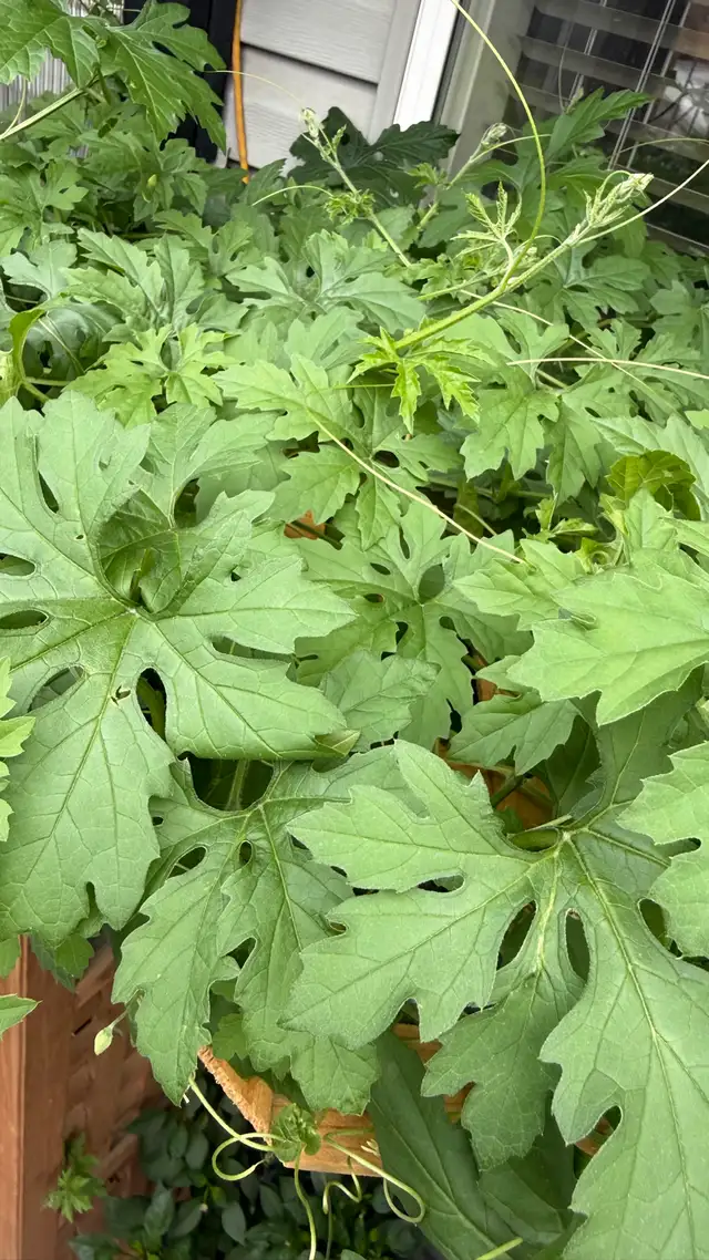 Fresh Homegrown Bitter Melon leaves 