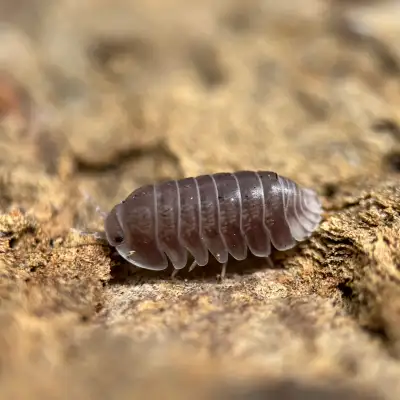 Cubaris sp. “Penguin” Isopods, View more