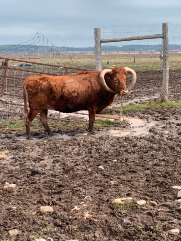 Longhorn cattle in Livestock in Sault Ste. Marie - Image 2