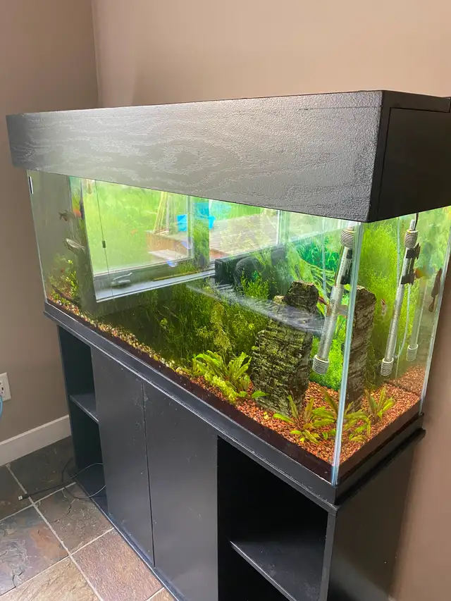 55 gallon fresh water fish tank in Fish for Rehoming in Edmonton - Image 2