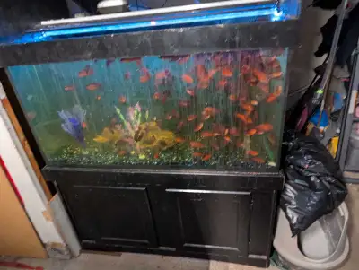 Red Jewel cichlids, View more