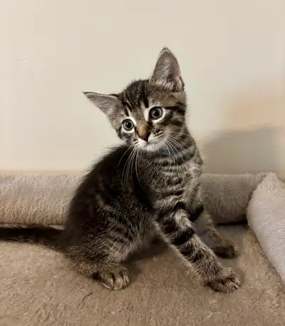 BEAUTIFUL KITTENS - FREE DELIVERY, View more