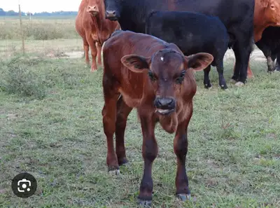 jersey x beef calf, View more
