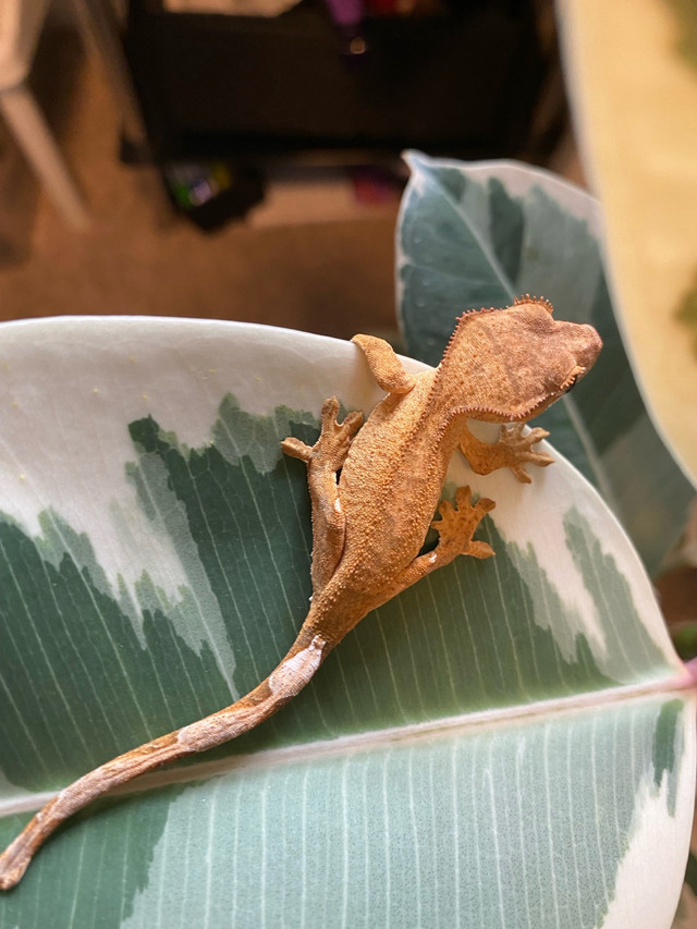 Baby Crested Geckos  in Other Pets for Rehoming in Abbotsford - Image 4