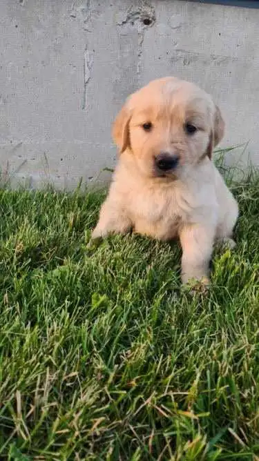 Golden Retrievers, View more