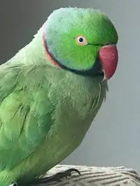 Male green indian ringneck for sale