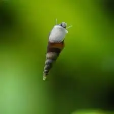 Malaysian trumpet snail, View more