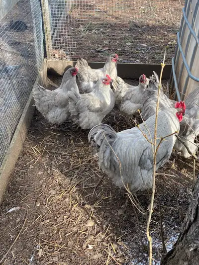 fertilized lavender Orpington hatching eggs , View more
