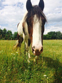 Horse Riding Lessons