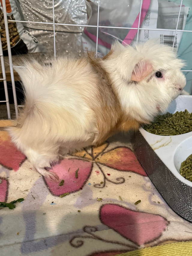 Male guinea pig  in Other Pets for Rehoming in Oshawa / Durham Region - Image 4