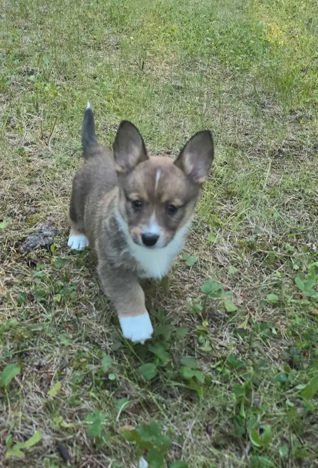 ✨ Sweet Cardigan Corgi Puppies Looking for Forever Homes!✨ in Dogs & Puppies for Rehoming in Strathcona County - Image 2