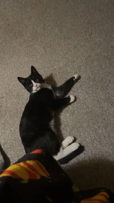 Tuxedo kitty, View more