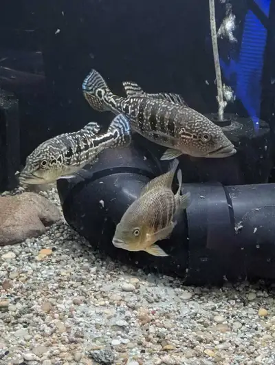 snakeskin peacock bass $220 each, View more