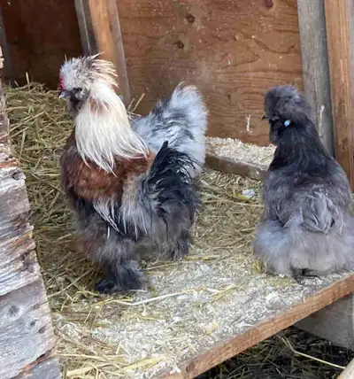 Silkie chicks and hatching eggs , View more