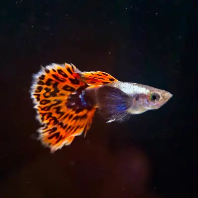 Listen, I get it. You've got options when it comes to guppies. Maybe you think you can start small,...