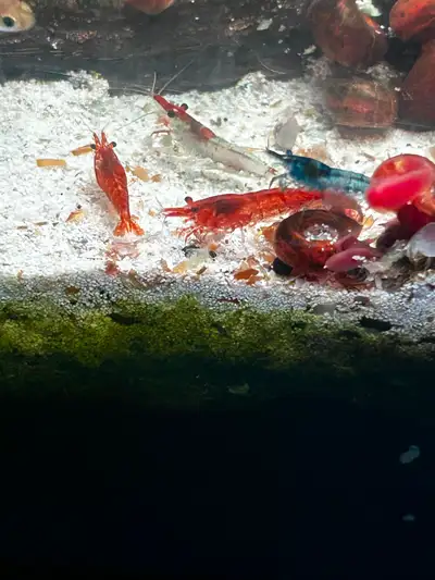 Neocardina shrimp, View more