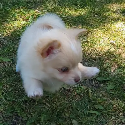 Brindle, Merle, LH Cream & Sable Chihuahuas, View more