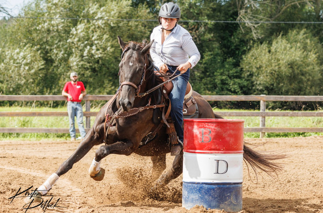 5 Year old OTTB mare  in Other in Cornwall - Image 4