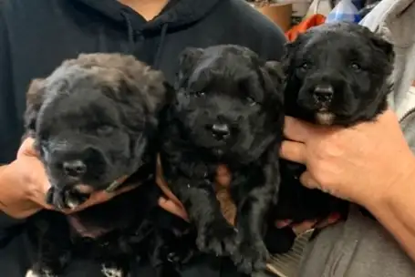 CKC reg Bouvier des Flanders pups 3 year Health guarantee in Dogs & Puppies for Rehoming in Barrie - Image 11