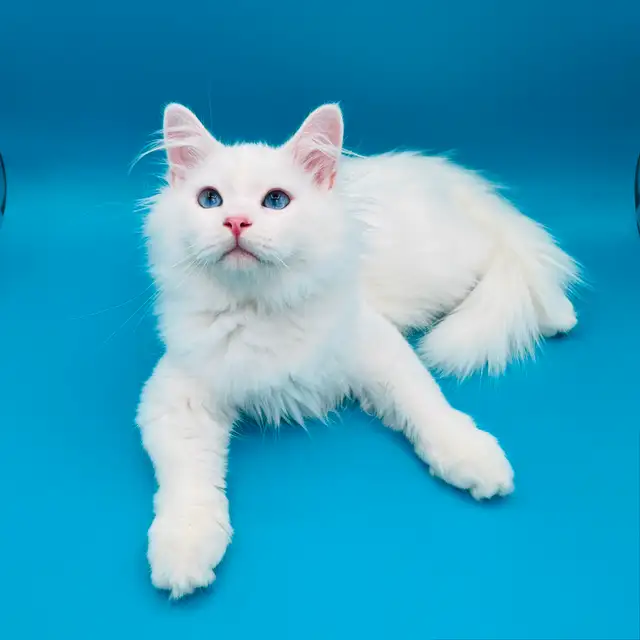 Pedigree Hypoelergenic Siberian Kittens