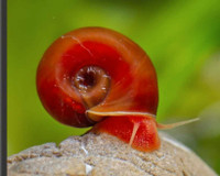 Free Ramshorn Snails