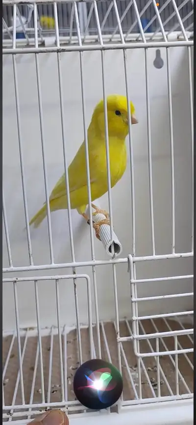  male singing, Canary, View more