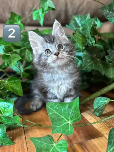 3 chatons Maine Coon, View more