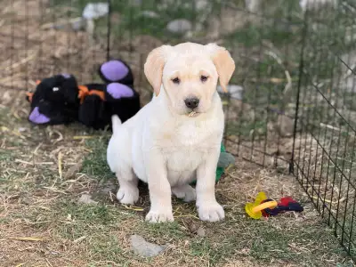 Labrador Puppies, View more
